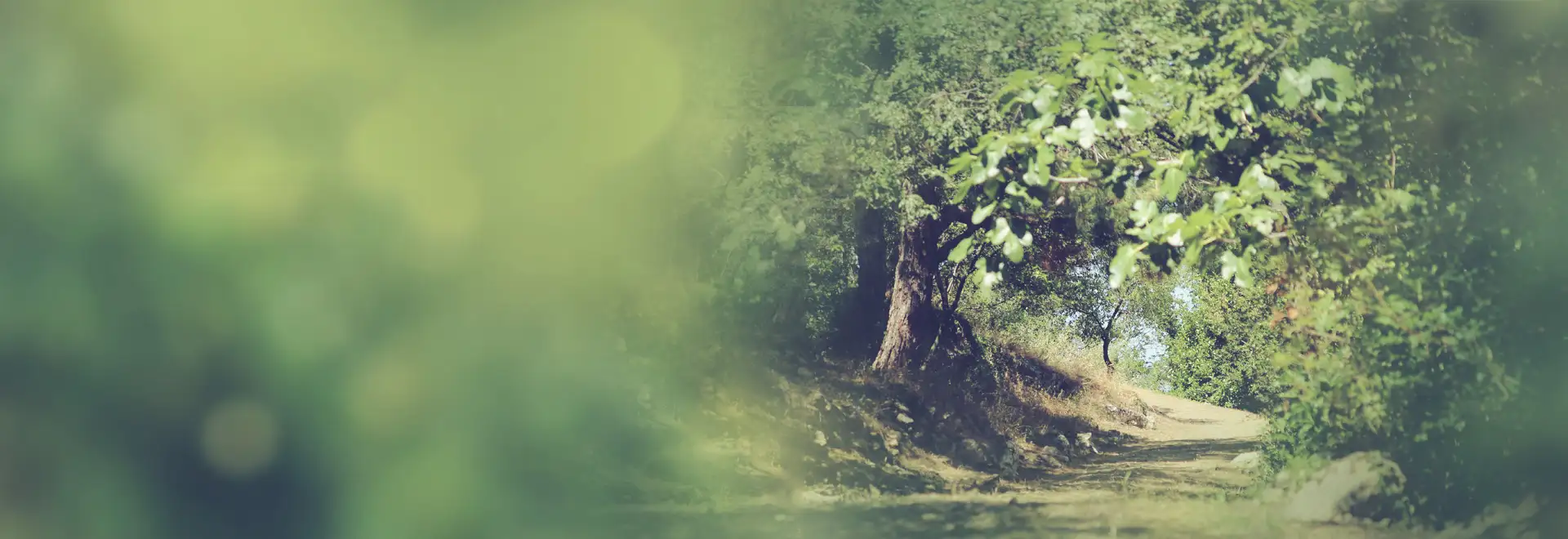 Waldweg der am Ende einen Richtungswechsel einleitet